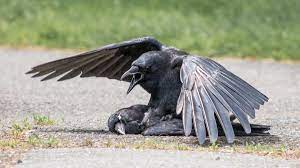 As it is obviously impossible to gather enough insects to keep a. Think Crow Funerals Are Strange Wait Until You See The Wake Audubon