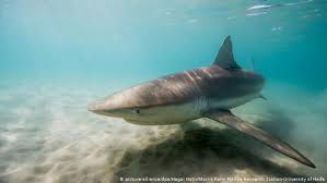 This is the carcharhinidae family or requiem sharks the bull shark is responsible for the 3rd most attacks on humans. Sharks Use Israel S Coast As A Jacuzzi Science In Depth Reporting On Science And Technology Dw 06 02 2019