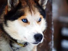 Siberian Husky Black White And Brown Siberian Huskies Tags Puppy Facts Funny Face Training Tips For Sale Red Black White German Shepherd Husky Mix Siberian Husky German Shepherd Husky