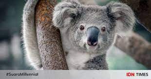 The koala is an iconic australian animal. 7 Fakta Ilmiah Ini Menunjukkan Koala Adalah Hewan Yang Liar Dan Buas