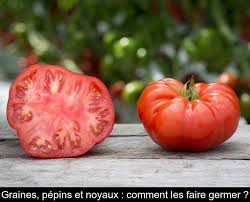 Graines Pepins Et Noyaux Comment Les Faire Germer