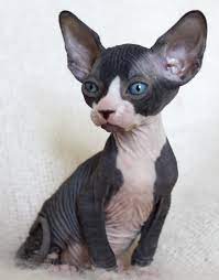 Simple Ideas To Understanding How To Care For Cats Visit The Image Link For More Details Catscute Catscareideas Hairless Cat Black Hairless Cat Cat Facts