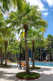 Image result for Livistona chinensis