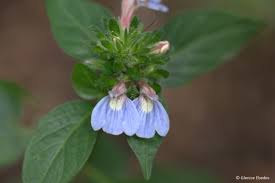 Image result for Justicia petiolaris