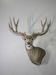 We did not find results for: Mule Deer Pedestal Taxidermy Mount For Sale Trophy Class M 139s Mounts For Sale