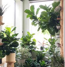 Who are we kidding, it's so popular you probably already have one. Our Complete Guide To Fiddle Leaf Fig Care Stump Curated Plants Sustainably Crafted Wares