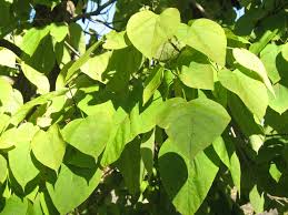 Image result for Catalpa