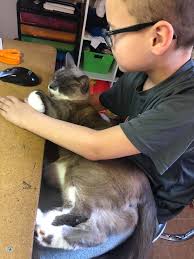 Unplanned purchase of life-size Nemo at grocery store