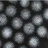 Rotavirus is a virus that causes severe diarrhea and vomiting. Https Encrypted Tbn0 Gstatic Com Images Q Tbn And9gcqnre I6dcrk Fqcuv5nywkfgotgubxf6pyuk2locqw Qsmkk3s Usqp Cau