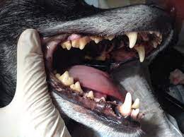 Zahnstein Beim Hund Erkennen Entfernen Vorbeugen Tierarztliche Praxis In Schonfliess