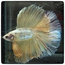 Item Fwbettashm1459045204 Double Gold 1667 By 3636bettaberry Ends Sat Mar 26 2016 09 20 04 Pm Cdt Betta Halfmoon Betta Betta Fish