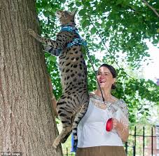 Are you looking to buy a savannah cat? As A Savannah Cat Terrorises A Posh Neighbourhood Meet The Women Who Say Their Moggies Are Purrfect Daily Mail Online