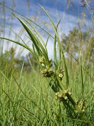 Image result for Stenostelma corniculatum