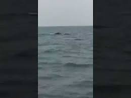 See the happiness as it returns to the waves every time it tries to come back. Elephants And Camels Have Been Spotted Swimming Across The Ocean Youtube
