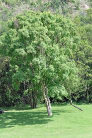 Image result for Xyris natalensis