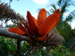 Image result for Erythrina sacleuxii