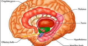 Biological Science Freeman 6th Edition Quizlet Educating Educators About Abi Anatomi