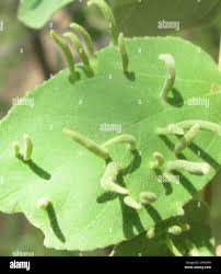 Image result for Grewia monticola