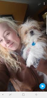 Dog tries to steal cookies from dresser