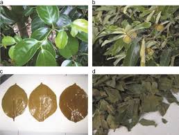 Image result for Ebenaceae