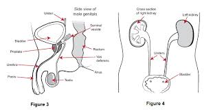 your self intermittent catheter