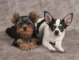 Chorkie Chihuahua Yorkie Mix Breed Review And 13 Pictures Animalso