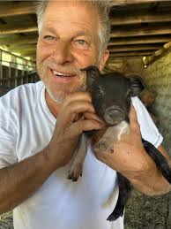 Cute moments of pot-bellied pigs