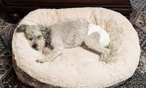 Dogs in heat/coming into season. How Often Do Dogs Get Periods Canine Reproductive Cycle Timing 101