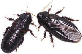 Crickets have mandibulate mouthparts, meaning they have hardened mandibles that they use for chewing/tearing/crushing their food. Wood Eating Cockroach Couples Take Turns Eating Each Other S Wings After Mating