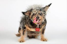 While it's meant to be a little wild and crazy, it's not meant to land people in the hospital or … World S Ugliest Dog Competition Winner For 2019 Is Scamp The Tramp