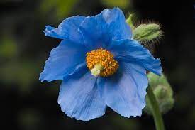 One of the holy grails of the botanical world, the himalayan blue poppy. Himalayan Blue Poppy Meconopsis Betonicifolia 30 Seeds