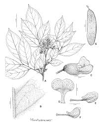 Image result for Dalbergia acutifoliolata