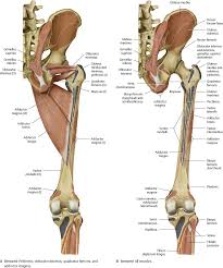 Lower jaw (mandible) collar bone. Hip Thigh Atlas Of Anatomy