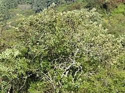 Image result for Maesa lanceolata