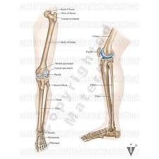 It is also known as the calf bone as it sits slightly behind the tibia on the outside of the leg. Stock Lower Limb Orthopedic Illustrated Verdict