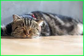 5 Cara Mengobati Kucing Cacingan Secara Alami Dunia Fauna Hewan Binatang Tumbuhan Hewan Binatang Kucing