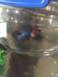 Betta Fish Won T Mate My Aquarium Club