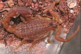 Image result for Polygala hottentotta