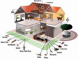 We are still operating our pest control services at this time whilst adhering to social distancing measures. Home Pest Control Emqua Pest Control