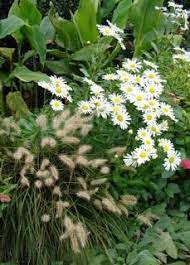 Serenity In The Garden October Flowers Flower Garden Plants Autumn Garden