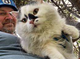 So far this year we've rescued around 430 cats from trees! Here are just 10  of the kitties we've had the pleasure of helping. Gracie, the black cat  from Ferndale, was stuck