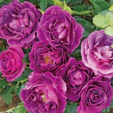 ミステ リューズ バラ