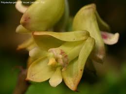 Image result for Polystachya galeata