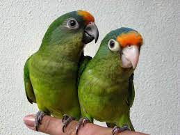 Bellas Aves De El Salvador Eupsittula Canicularis Chocoyito Aratinga Perico De Frente Naranja