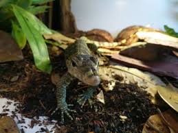 Image result for Entada wahlbergii