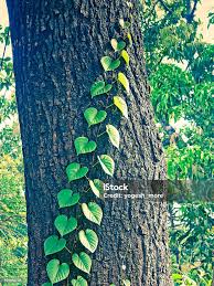 Image result for Stictocardia