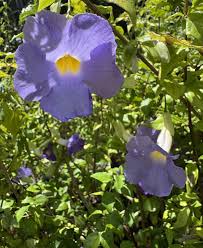 Image result for Thunbergia laborans