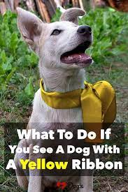What To Do If You See A Dog With A Yellow Ribbon Cute Dogs Training Your Dog Dog Projects