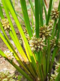Image result for Schoenoplectiella mucronata