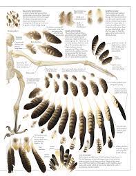 Bird Anatomy Owl Feather Feather Identification